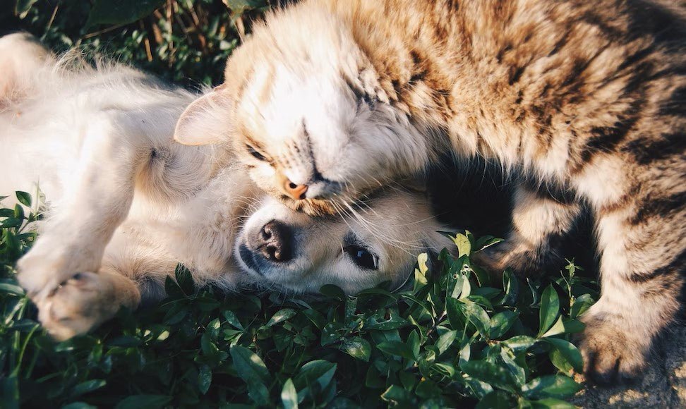 De Vele Voordelen van Meerdere Huisdieren... - Best4pets.nl