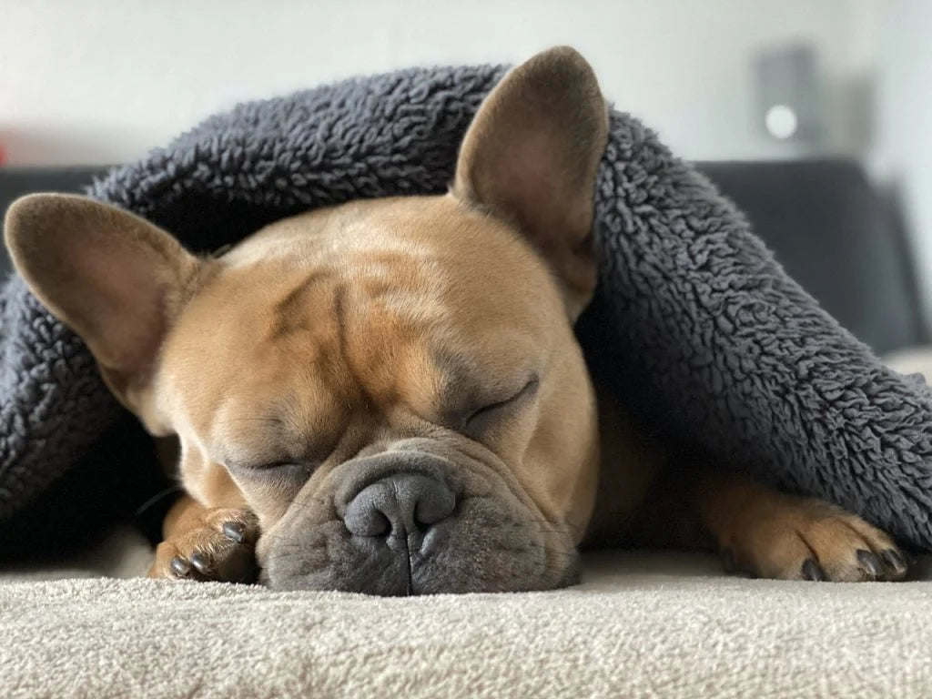 Wat te Geven aan Honden met Allergieën?