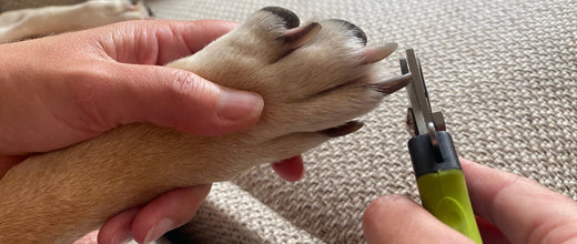 Tips voor het onderhouden van de nagels van je hond en kat.