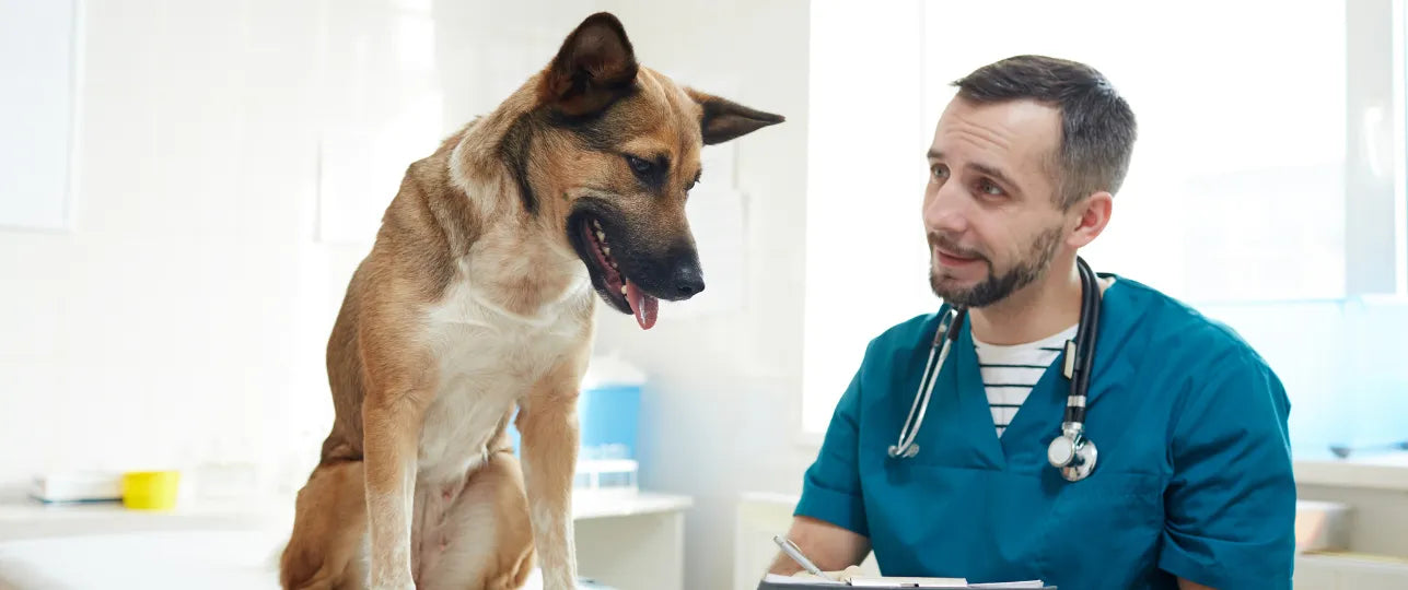 Hoe kun je je huisdier voorbereiden op een bezoek aan de dierenarts?