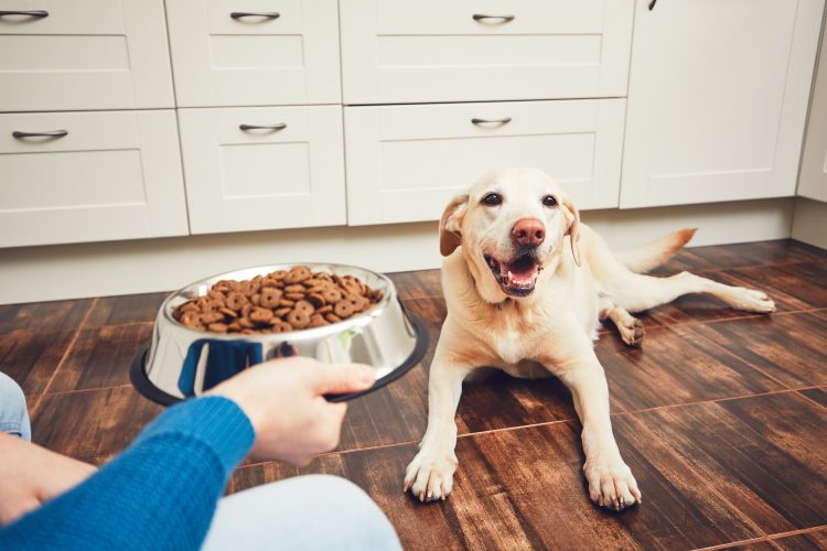 Welk hondenvoer is geschikt voor mijn hond? - Best4pets.nl