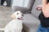 Trixie Dog Activity Target Stick Aanwijsstok Assorti
