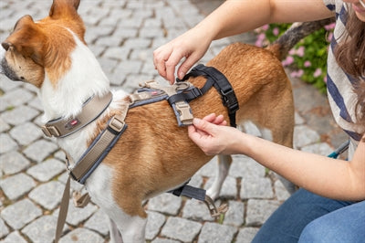 Trixie Paniekadapter Stay Voor Tuigen Zwart