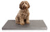 Bia Bed Matras Ligbed Grijs - Best4pets.nl