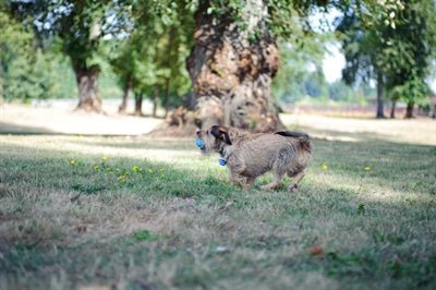 Chuckit Hondenspeelgoed The Whistler - Best4pets.nl