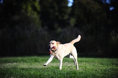 Chuckit Ultra Duo Tug - Best4pets.nl