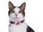 Croci Halsband Kat Met Tag Houder Roze - Best4pets.nl