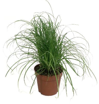 Cyper Alt Zum Kitty Grass Kattengras - Best4pets.nl