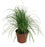 Cyper Alt Zum Kitty Grass Kattengras - Best4pets.nl