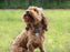 Fetch Tag Smart Pet Tag - Best4pets.nl