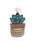 Fofos Cactus Toluca 6,5X12X2 CM - Best4pets.nl