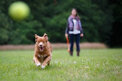 Happy Pet Fling N Fetch Werpstok Assorti 61X7X7 CM - Best4pets.nl