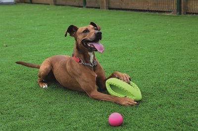 Happy Pet Grubber Interactieve Rugbybal 26X13X13 CM - Best4pets.nl