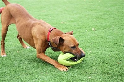 Happy Pet Grubber Interactieve Rugbybal 26X13X13 CM - Best4pets.nl