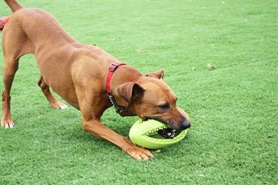 Happy Pet Grubber Interactieve Rugbybal Mini Assorti 19X9X9 CM - Best4pets.nl