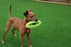 Happy Pet Grubber Interactieve Rugbybal Mini Assorti 19X9X9 CM - Best4pets.nl