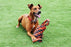 Happy Pet Nuts For Knots Extreme Spoel 8 Vorm Tugger Grijs / Oranje 55X11X11 CM - Best4pets.nl