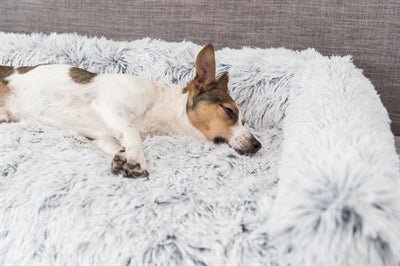 Hondenkleed voor op de bank, met meubelbeschermer. - Best4pets.nl