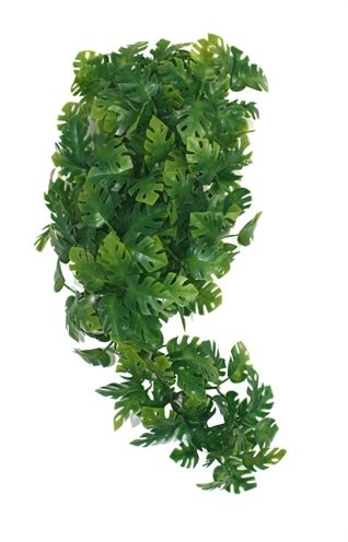 Komodo Plant Split Philodendron 30 CM - Best4pets.nl