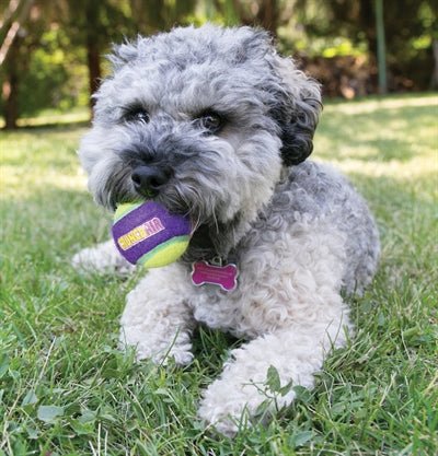 Kong Crunchair Tennisballen - Best4pets.nl