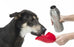 Kong H2O Drinkfles Rvs Zwart - Best4pets.nl