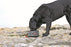 Kong Opvouwbare Drink - / Voerbak - Best4pets.nl