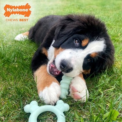 Nylabone Puppy Tactile Ring Kipsmaak - Best4pets.nl