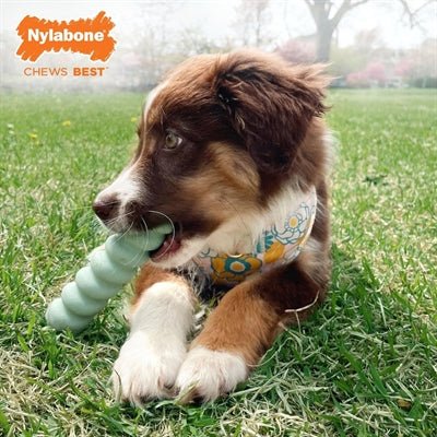 Nylabone Puppy Tactile Stick Pindakaassmaak - Best4pets.nl