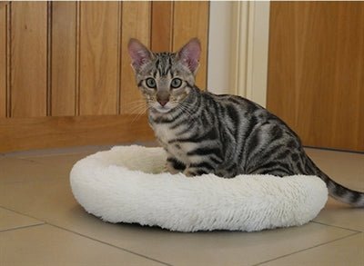 Rosewood Kattenmand Kitten Sleeper Creme 36 CM - Best4pets.nl