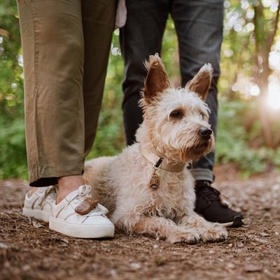 Tickless Eco Teek En Vlo Afweer Voor Mensen Bruin - Best4pets.nl