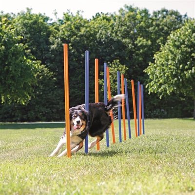 Trixie Dog Activity Agility Slalom Stokken Blauw / Oranje - Best4pets.nl