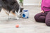 Trixie Dog Activity Strategiespel Ball&Treat Wit / Blauw 17X17X18 CM - Best4pets.nl