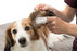 Trixie Ear Care Vingerpads - Best4pets.nl