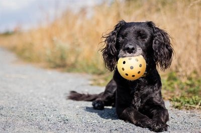 Trixie Gatenbal Natuurrubber Met Bel Voor Blinde Of Gehandicapte Hond 7X7X7 CM - Best4pets.nl