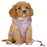 Trixie Hondentuig Junior Puppy Softtuig Met Riem Lila 36 - 50X1 CM / 2 MTR - Best4pets.nl