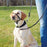 Trixie Hondentuig Top Trainer Anti - Trek Tuig Zwart - Best4pets.nl