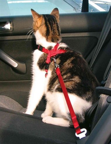 Trixie Kattentuig Voor In De Auto Rood 20 - 50X1,5 CM - Best4pets.nl