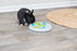 Trixie Slide&Funboard Kunststof 23X23 CM - Best4pets.nl