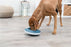 Trixie Slowfeeding Rocking Bowl Kunststof / Tpr Grijs / Blauw 23X23 CM 500 ML - Best4pets.nl