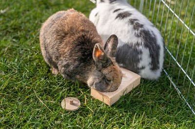 Trixie Snack Box Voor Ratten En Konijnen Hout - Best4pets.nl