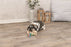 Trixie Snack Kubus Hout 16X6X7 CM - Best4pets.nl