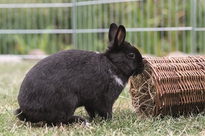 Trixie Wilgentunnel Konijn 38X20X20 CM - Best4pets.nl